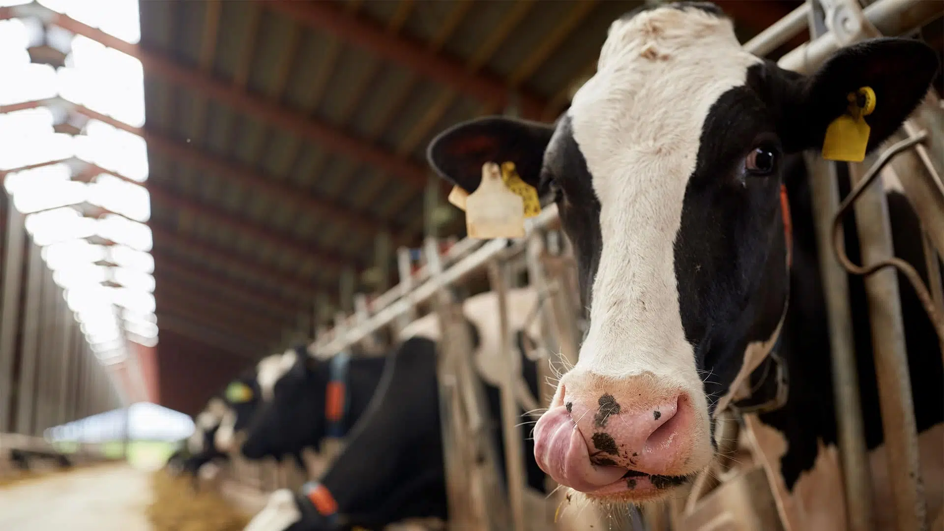 m Booth - 5 things to know about the plant-based sector.